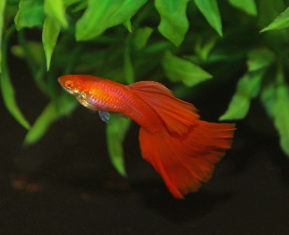 The Fascinating World of Guppies