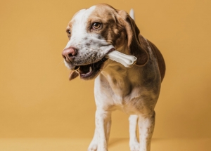 Essential vitamins are needed by dogs Essential vitamins are needed by dogs